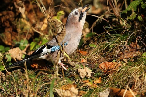 Eurasian jay