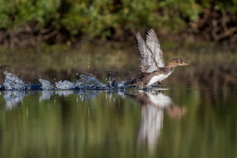 Two females hooded merganser