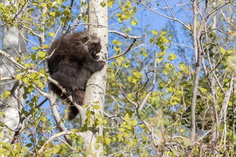 North american porcupine