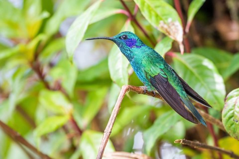 Mexican violetear
