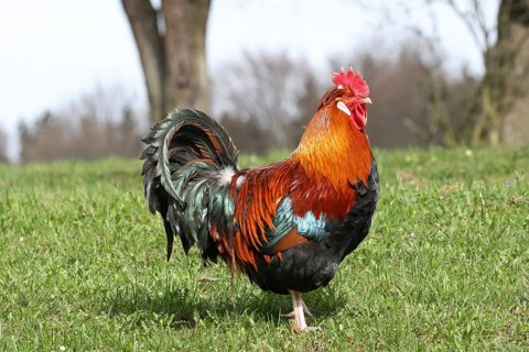 Domestic fowl