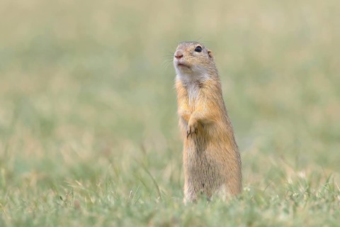 European ground squirrel