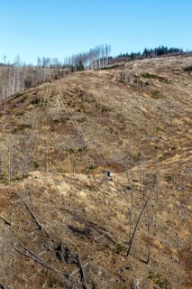 Environmental destruction Climate crisis Climate change Environment Destruction Landscape Nature Forest Dieback at the Brocken in the Harz Mountains