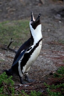 African penguin