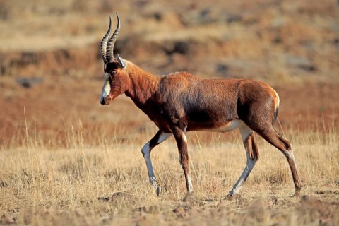 Bontebok