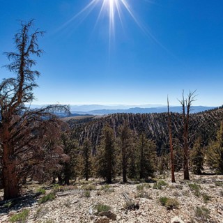 Protected area Ancient Bristlecone Pine Forest