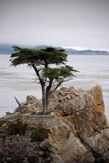 Lone Cypress Tree on 7 Mile Drive. 17 Mile Drive is a scenic road through Pebble Beach and Pacific Grove on the Monterey Peninsula in Northern California