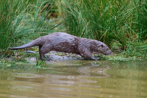 European Otter
