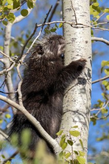 North american porcupine