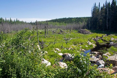 Abandoned North American beaver pond with growing vegetation