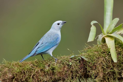 Blue Tanager also called blue-gray tanager