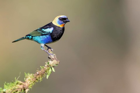 Golden-hooded tanager