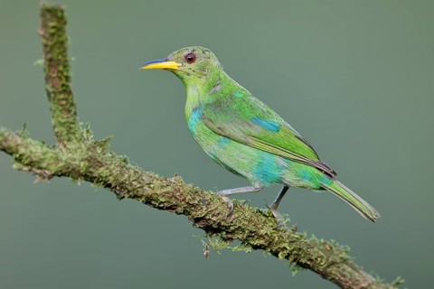Green honeycreeper