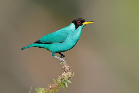 Green honeycreeper