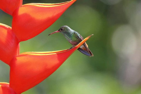Rufous-tailed hummingbird