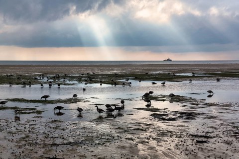 Brant geese