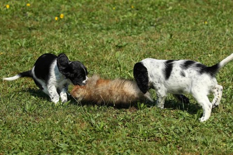 Hunting dog