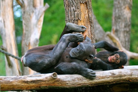 Western chimpanzee