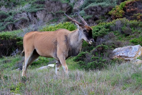 Common eland