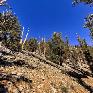 Ancient Bristlecone Pine Forest Reserve