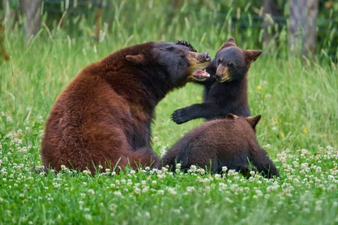 Black bear
