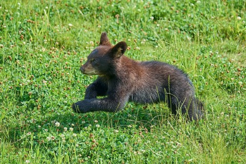 Black bear