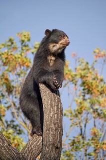 Sun bear