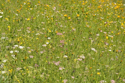 Mountain meadow with wildflowers