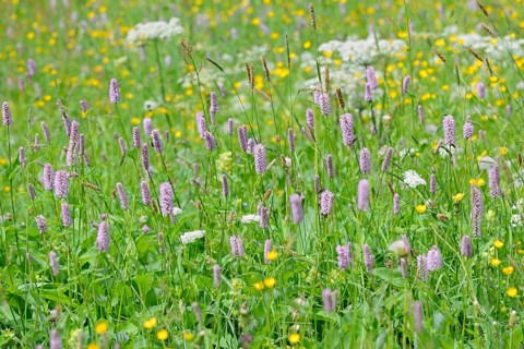Mountain meadow with wildflowers