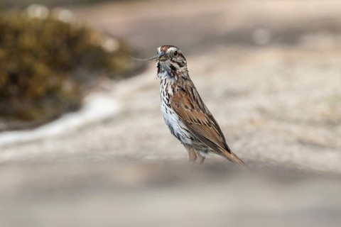 Song sparrow. Melospiza melodia. Adult standing on a rock with an insect in the bill