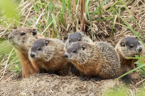 Groundhog