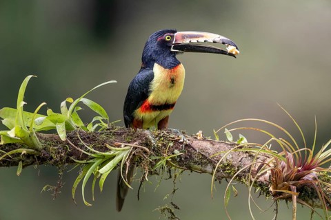 Collared aracari
