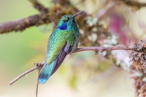 Mexican violetear