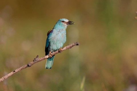 European roller