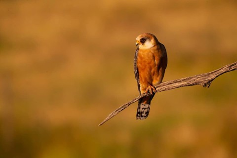 Red-footed Falcon
