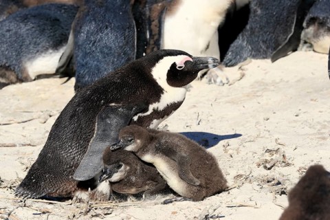 African penguin
