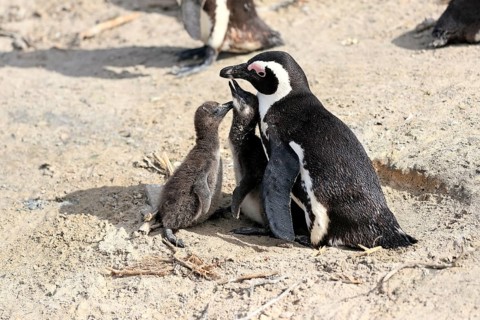 African penguin