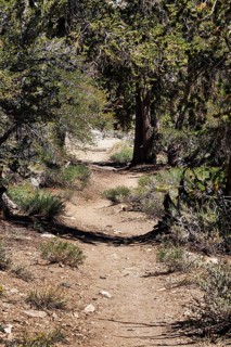 Hiking trail through protected area Ancient Bristlecone Pine Forest