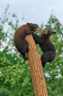Black bear