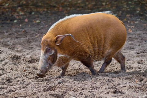 Brush-eared pig