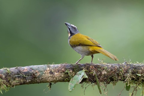 Variegated Saltator