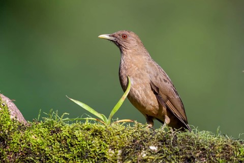 Clay-colored thrush