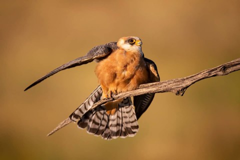 Red-footed Falcon