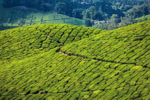 Kerala India travel background