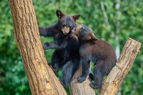 Black bear