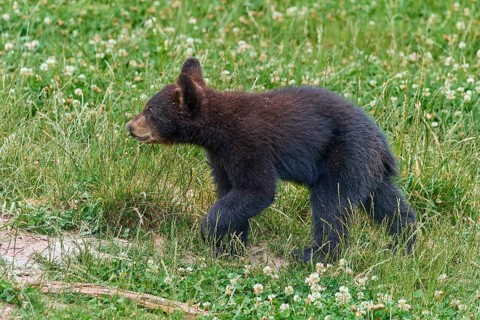 Black bear