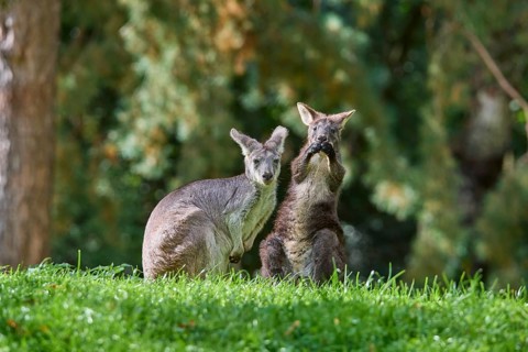 Common Wallaroo
