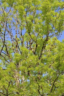 European ash