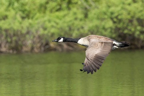 Canada goose