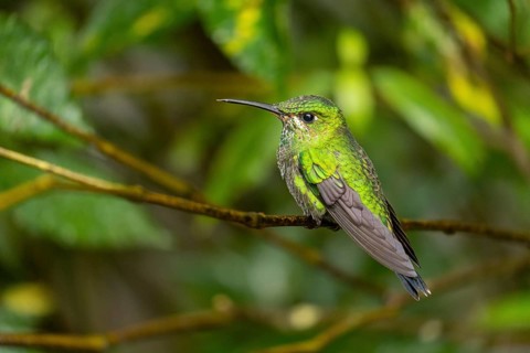 Green-crowned brilliant